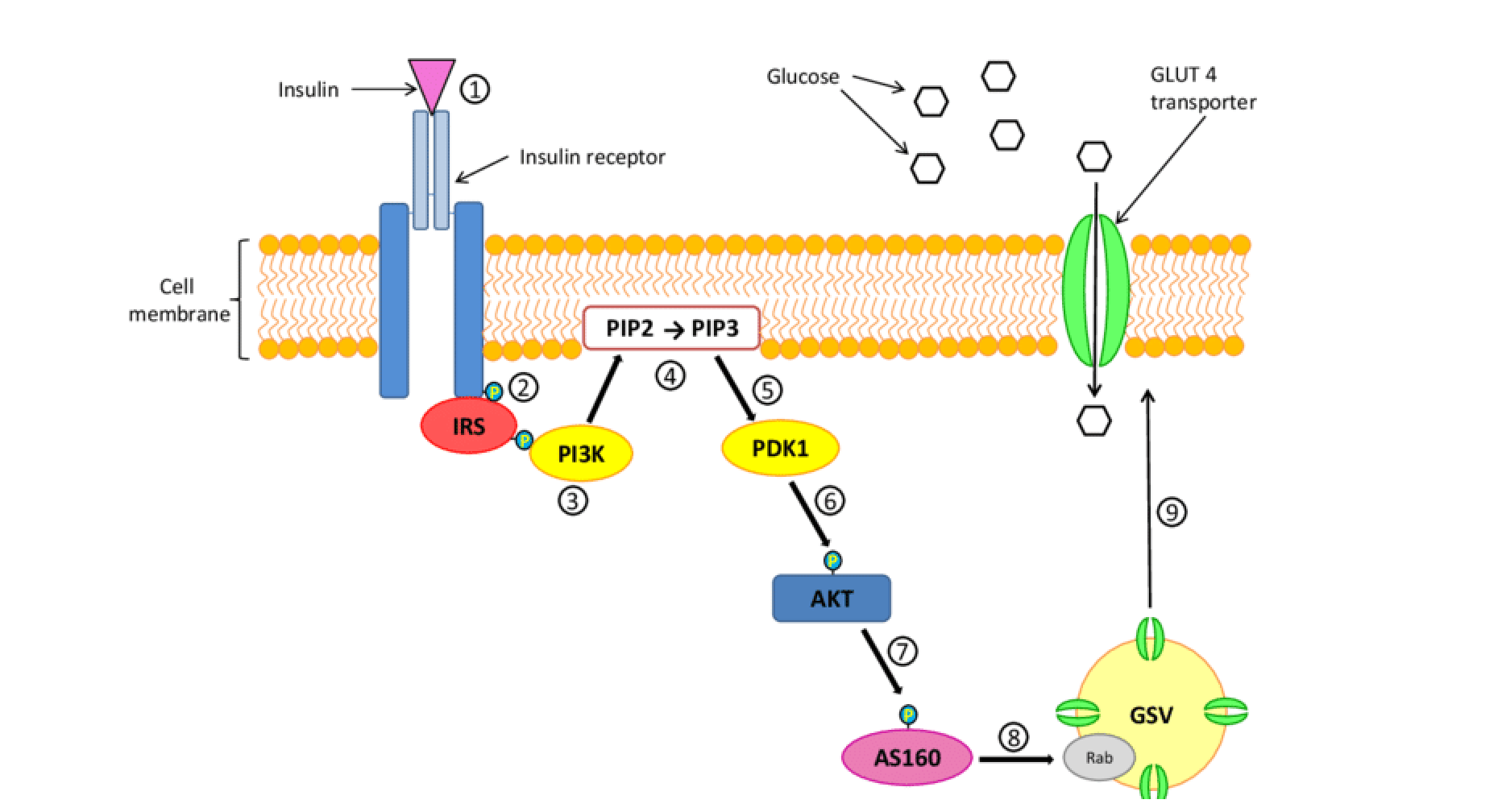 7 причин почему вы не худеете. Ожирение, инсулинорезистентность и диабет простыми словами - 4 7 причин почему вы не худеете. Ожирение, инсулинорезистентность и диабет простыми словами - 4