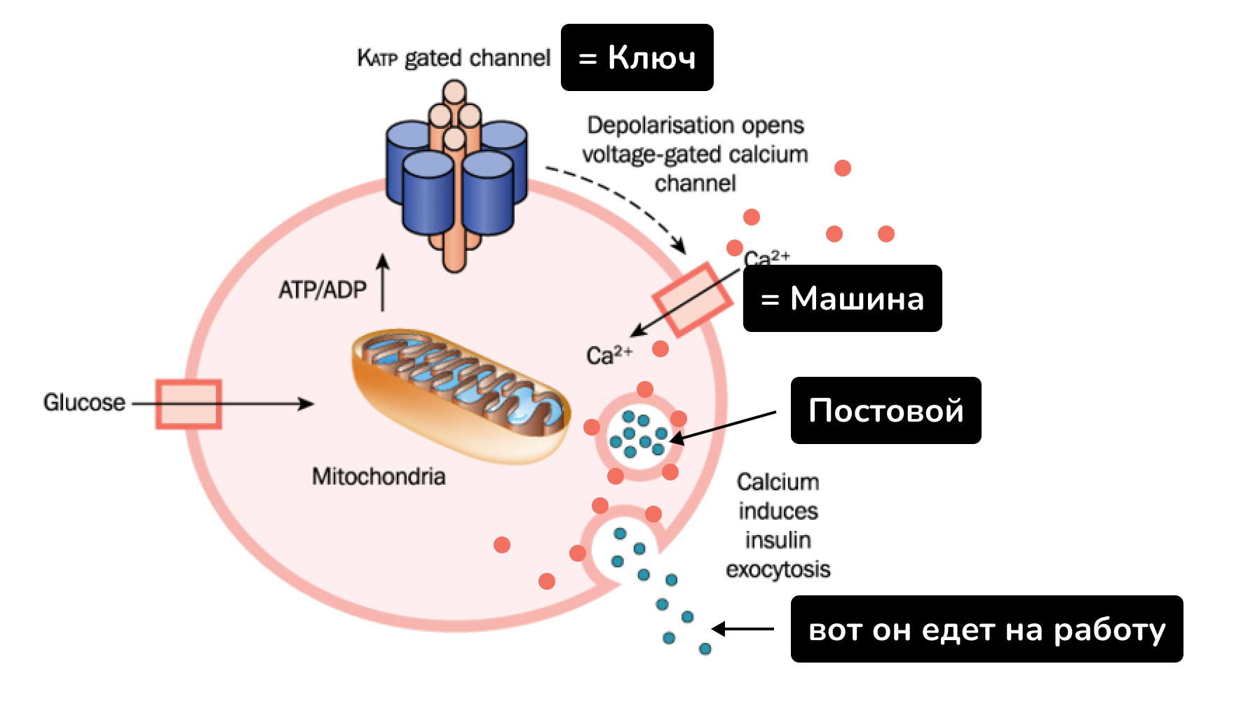 7 причин почему вы не худеете. Ожирение, инсулинорезистентность и диабет простыми словами - 6 7 причин почему вы не худеете. Ожирение, инсулинорезистентность и диабет простыми словами - 6