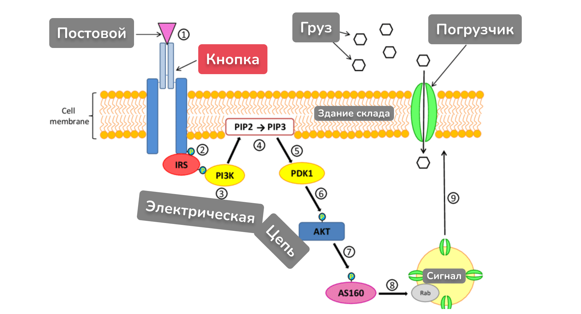 7 причин почему вы не худеете. Ожирение, инсулинорезистентность и диабет простыми словами - 7 7 причин почему вы не худеете. Ожирение, инсулинорезистентность и диабет простыми словами - 7