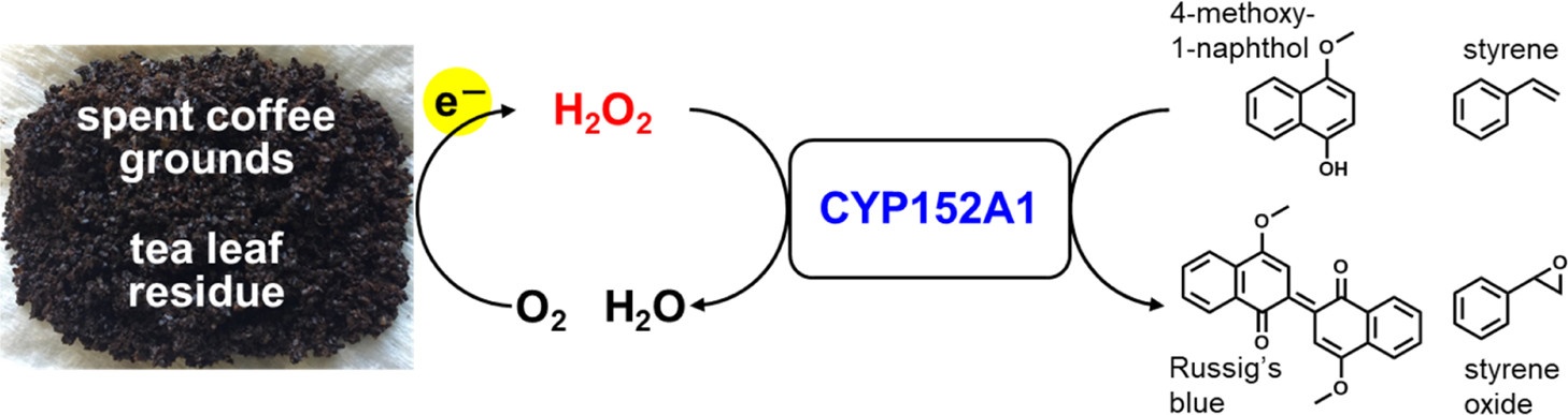 Химия вместо гадания: перекись водорода из кофейной гущи - 2