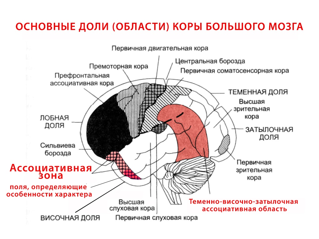 Мозг мужской и женский. Причины различий и следствия - 3 Мозг мужской и женский. Причины различий и следствия - 3