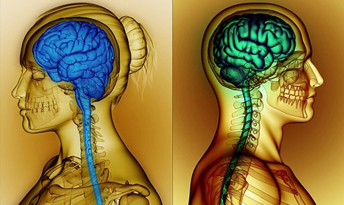 Мозг мужской и женский. Причины различий и следствия - 1