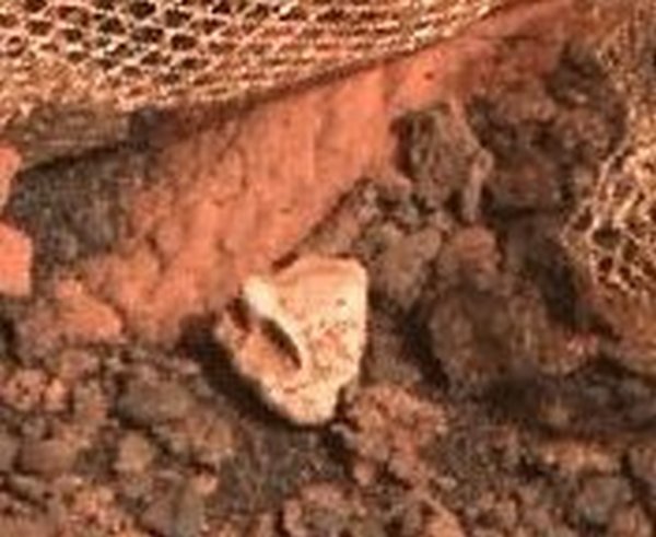 &laquo;Кожа марсианина&raquo; или &laquo;марсианская авоська&raquo;? Пользователи Сети гадают, что за объект сфотографировал ровер Perseverance на Марсе