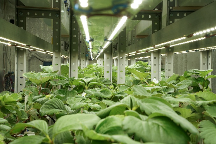 Клубничная чудо-коробка 2.0. Часть вторая - 2 Клубничная чудо-коробка 2.0. Часть вторая - 2