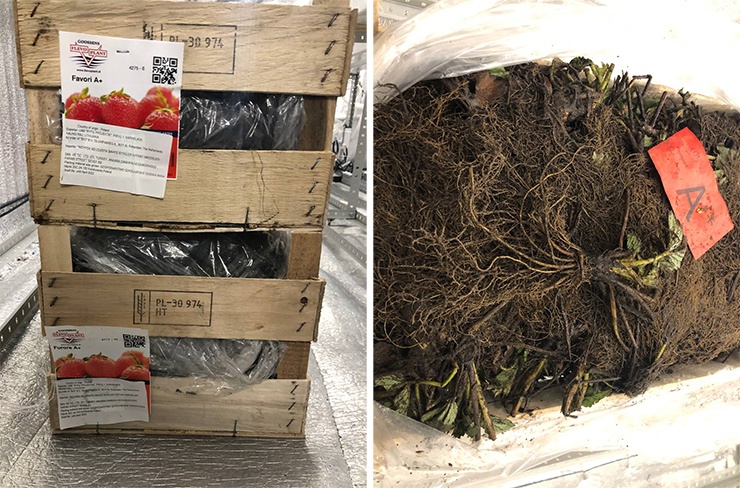 Клубничная чудо-коробка 2.0. Часть вторая - 26 Клубничная чудо-коробка 2.0. Часть вторая - 26