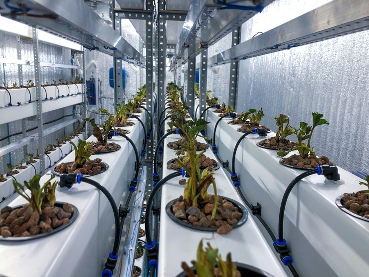 Клубничная чудо-коробка 2.0. Часть вторая - 27 Клубничная чудо-коробка 2.0. Часть вторая - 27