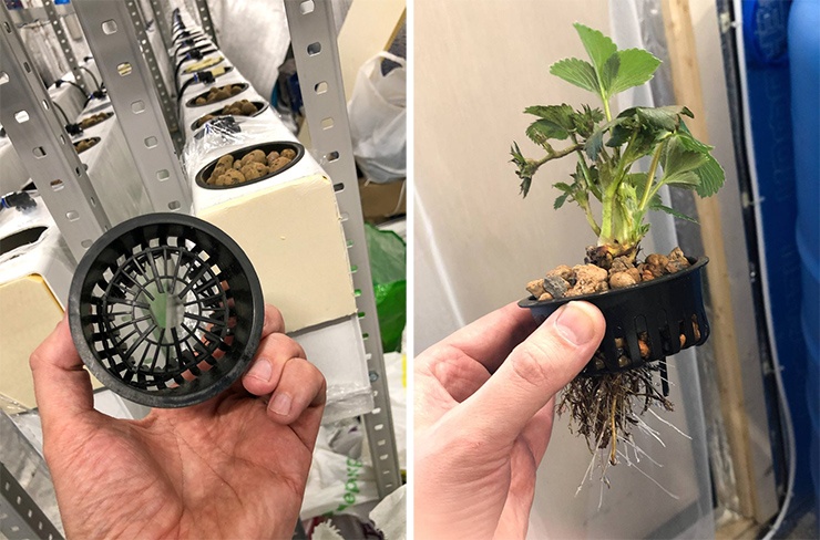 Клубничная чудо-коробка 2.0. Часть вторая - 28 Клубничная чудо-коробка 2.0. Часть вторая - 28