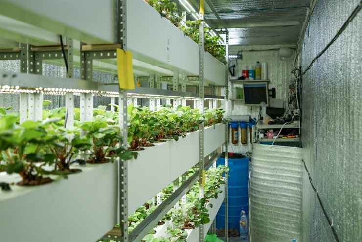 Клубничная чудо-коробка 2.0. Часть вторая - 1 Клубничная чудо-коробка 2.0. Часть вторая - 1