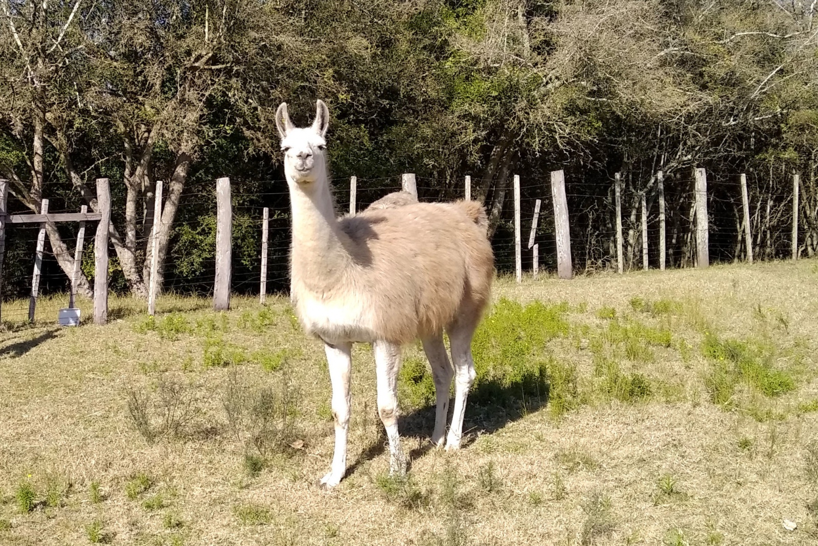 Уругвайская лама, которой я зачитываю первый черновик данной статьи, не уверена, достаточно ли она fuwafuwa по японским стандартам или нет