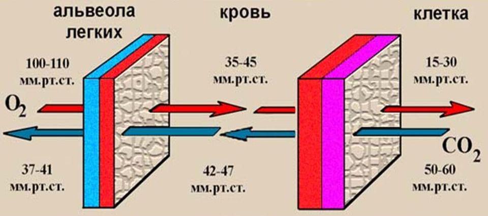 Зачем фридайверы закрывают друг другу рот рукой - 2