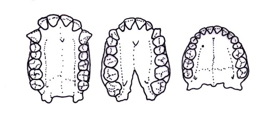 Эволюция наших зубов