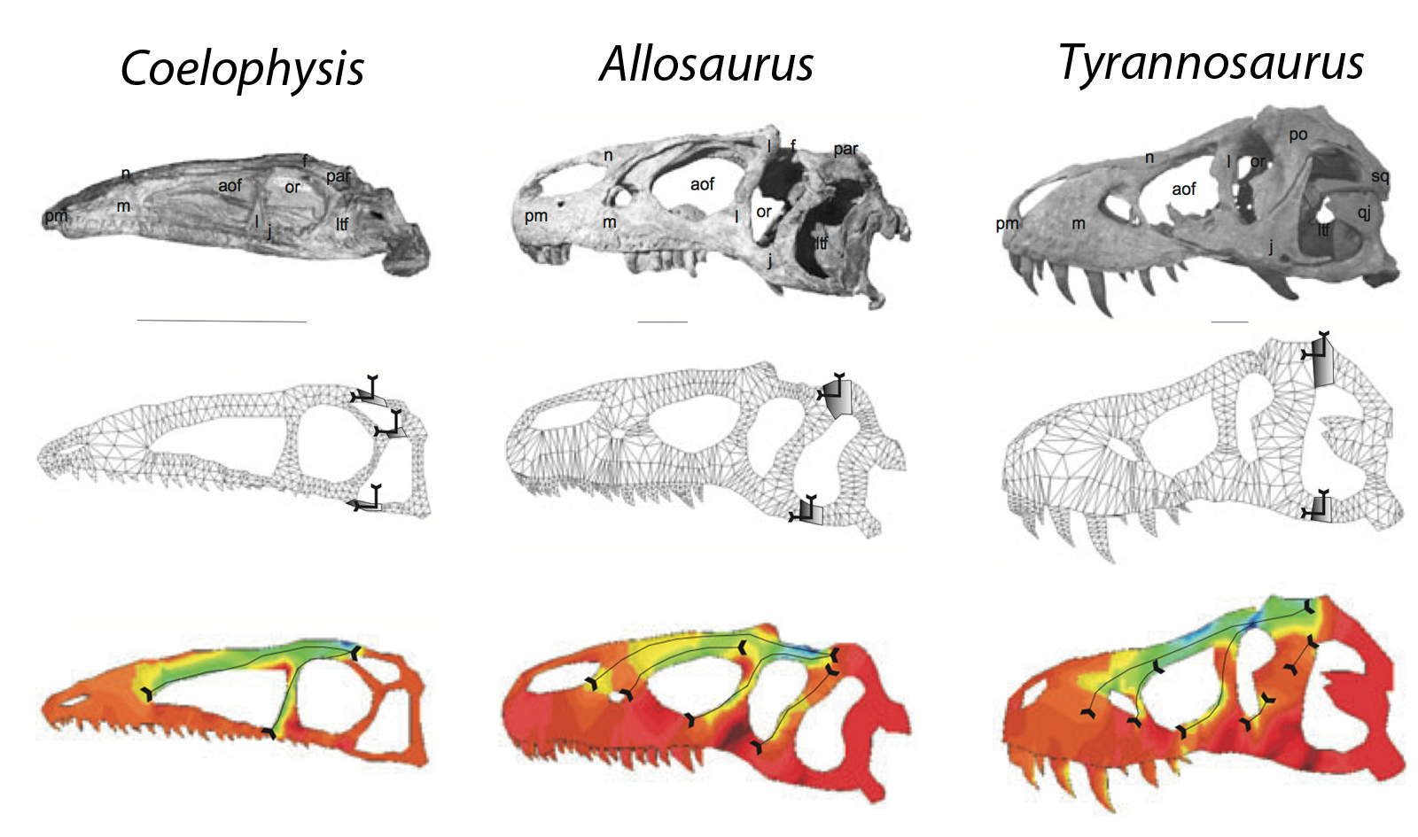 Цифровая палеонтология: как информационные технологии помогают изучать динозавров - 11