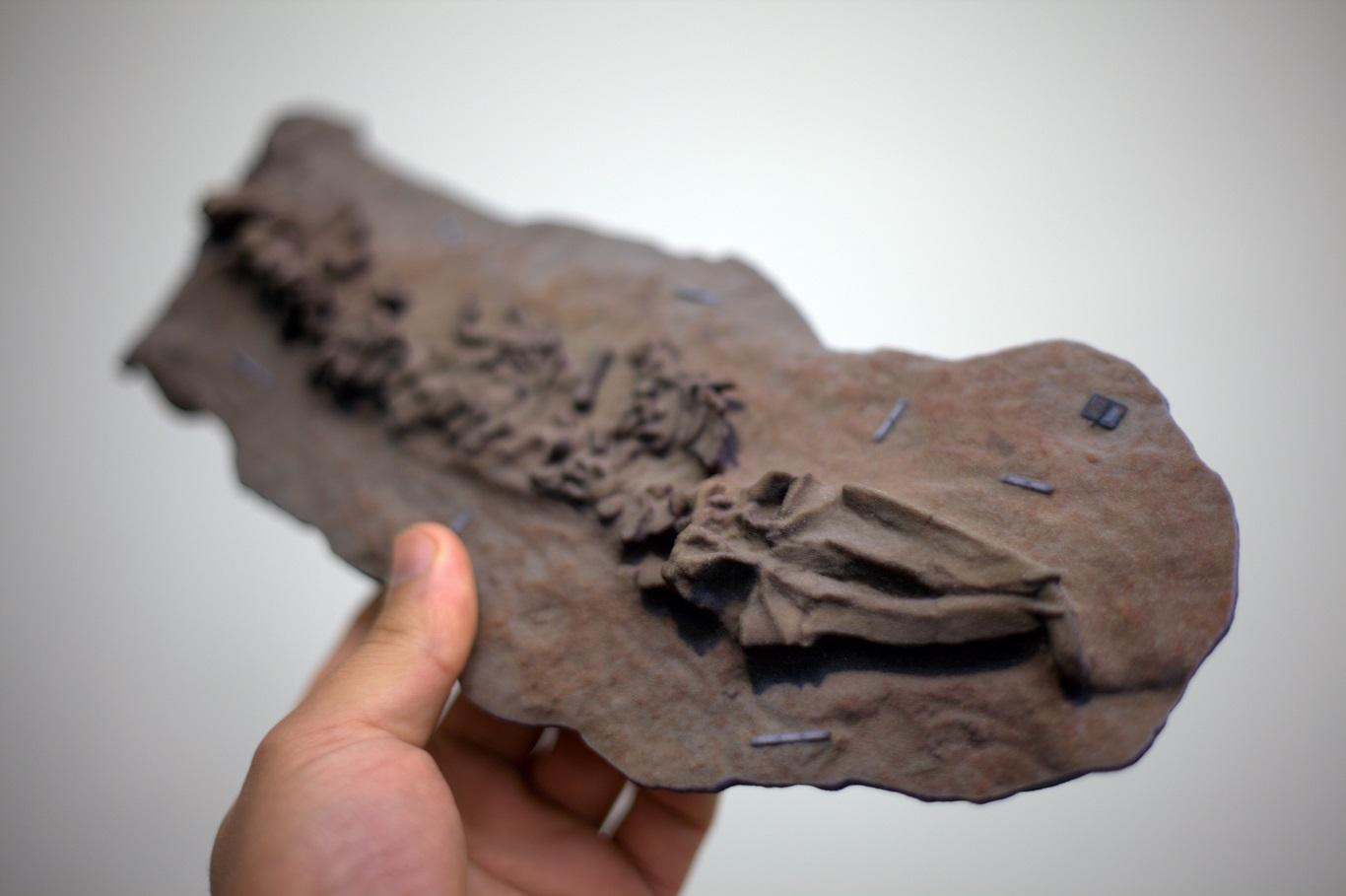 Цифровая палеонтология: как информационные технологии помогают изучать динозавров - 4