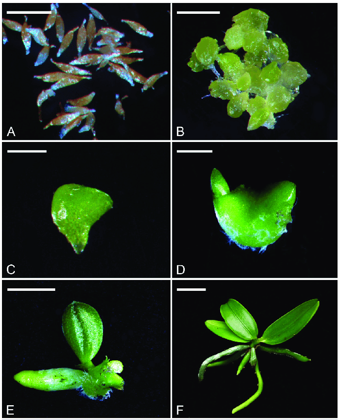 Семена, протокормы и ростки фленопсиса P. aphrodite subsp. formosana на разных стадиях развития. Источник: https://www.researchgate.net/figure/The-seeds-protocorms-and-seedlings-of-P-aphrodite-subsp-formosana-at-different_fig1_328606028