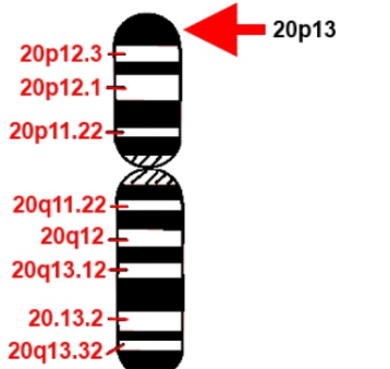 Ген PRNP локализован в коротком плече 20-й хромосомы