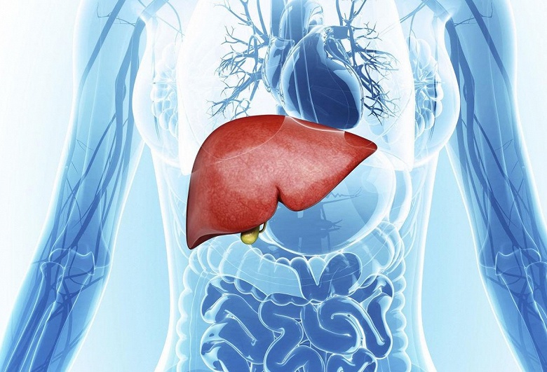 Ученые научились выращивать в организме вторую печень - 1 Ученые научились выращивать в организме вторую печень