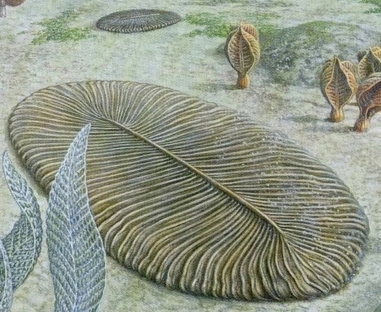 Наиболее крупным из «одеял» по праву считается Dickinsonia Rex, выраставшая до нескольких метров в длину. В разное время её относили к проартикулятам и даже к грибам, но есть версия, что она — представитель неизвестного царства живой природы.