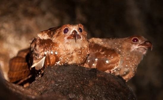 Кто там, в толще скал? - 21 Кто там, в толще скал? - 21