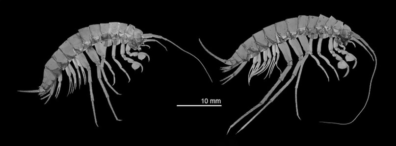 Бокоплав Niphargus croaticus, наземная и пещерная форма.