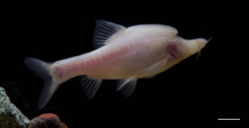 Sinocyclocheilus furcodorsalis и его рог. Судя по всему, вырост на голове несёт множество органов чувств. Длина масштабного отрезка 5 см. Sinocyclocheilus furcodorsalis и его рог. Судя по всему, вырост на голове несёт множество органов чувств. Длина масштабного отрезка 5 см.