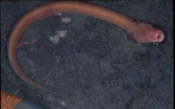 Кто там, в толще скал? - 36 Кто там, в толще скал? - 36