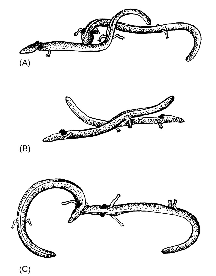 Первая задача любого бойца — вовремя опознать противника. Этим протеи занимаются на верхней картинке, попутно используя голову как таран. Две нижние показывают характерные позы при ударах хвостом и укусах. Первая задача любого бойца — вовремя опознать противника. Этим протеи занимаются на верхней картинке, попутно используя голову как таран. Две нижние показывают характерные позы при ударах хвостом и укусах.
