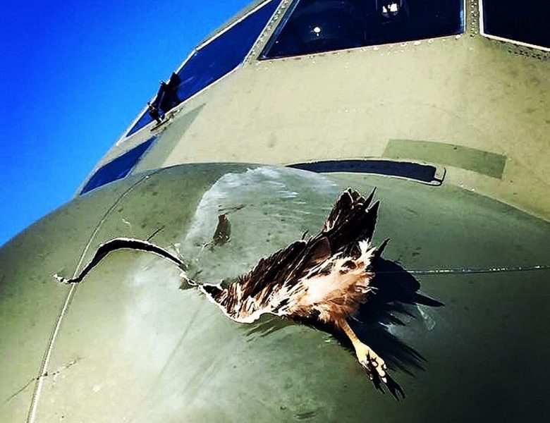 Ростех стреляет курицами в стекла самолетов