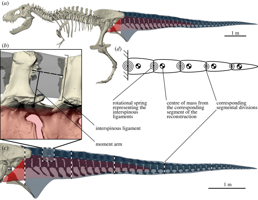 Ожившие динозавры: как анимация и компьютерное моделирование помогают узнать больше о вымерших животных - 3