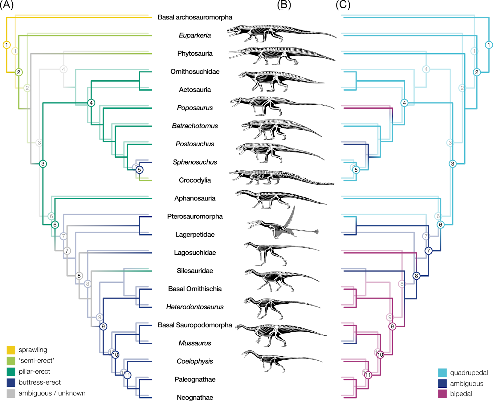 Ожившие динозавры: как анимация и компьютерное моделирование помогают узнать больше о вымерших животных - 5