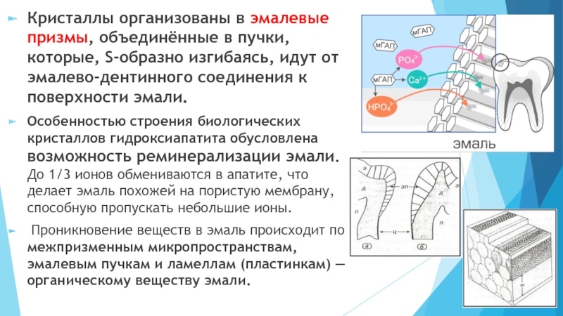 Заметки о зубной эмали и зубной пасте - 2