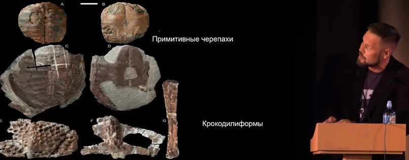 Улики Эволюции в ретроспективе. Скучас и полярные динозавры - 21 Улики Эволюции в ретроспективе. Скучас и полярные динозавры - 21