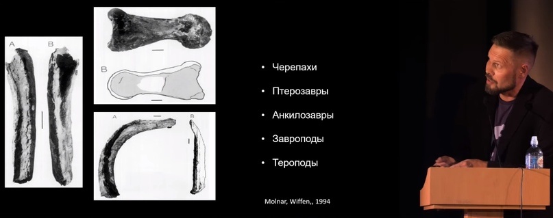 Улики Эволюции в ретроспективе. Скучас и полярные динозавры - 25