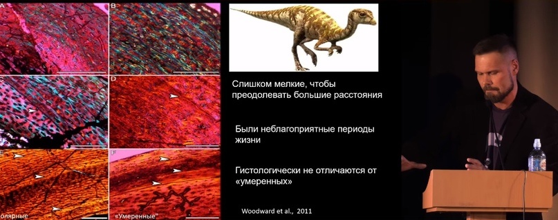 Улики Эволюции в ретроспективе. Скучас и полярные динозавры - 28