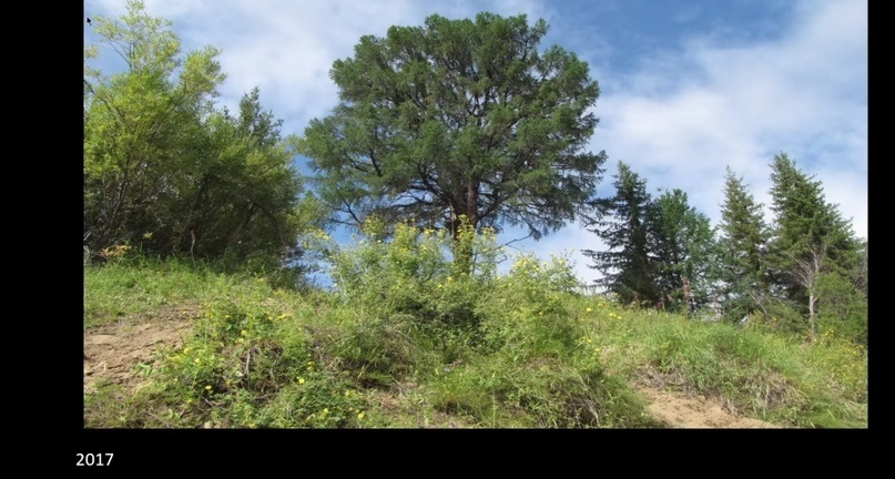 Улики Эволюции в ретроспективе. Скучас и полярные динозавры - 36 Улики Эволюции в ретроспективе. Скучас и полярные динозавры - 36