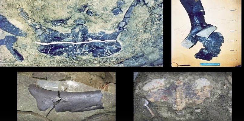 Улики Эволюции в ретроспективе. Скучас и полярные динозавры - 38 Улики Эволюции в ретроспективе. Скучас и полярные динозавры - 38