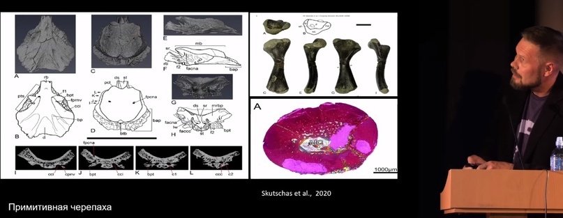Улики Эволюции в ретроспективе. Скучас и полярные динозавры - 44