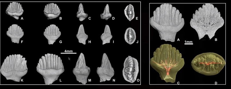 Улики Эволюции в ретроспективе. Скучас и полярные динозавры - 48 Улики Эволюции в ретроспективе. Скучас и полярные динозавры - 48