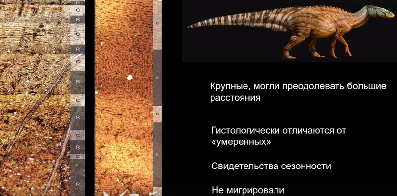 Улики Эволюции в ретроспективе. Скучас и полярные динозавры - 59 Улики Эволюции в ретроспективе. Скучас и полярные динозавры - 59