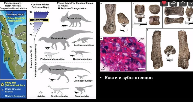 Улики Эволюции в ретроспективе. Скучас и полярные динозавры - 60 Улики Эволюции в ретроспективе. Скучас и полярные динозавры - 60