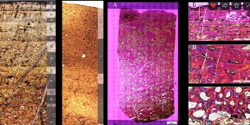 Улики Эволюции в ретроспективе. Скучас и полярные динозавры - 67 Улики Эволюции в ретроспективе. Скучас и полярные динозавры - 67