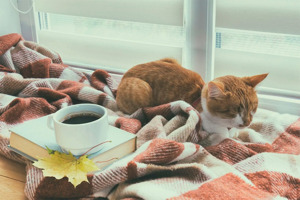 Сейчас бы с какавой к коту на подоконник, а не это вот всё Сейчас бы с какавой к коту на подоконник, а не это вот всё