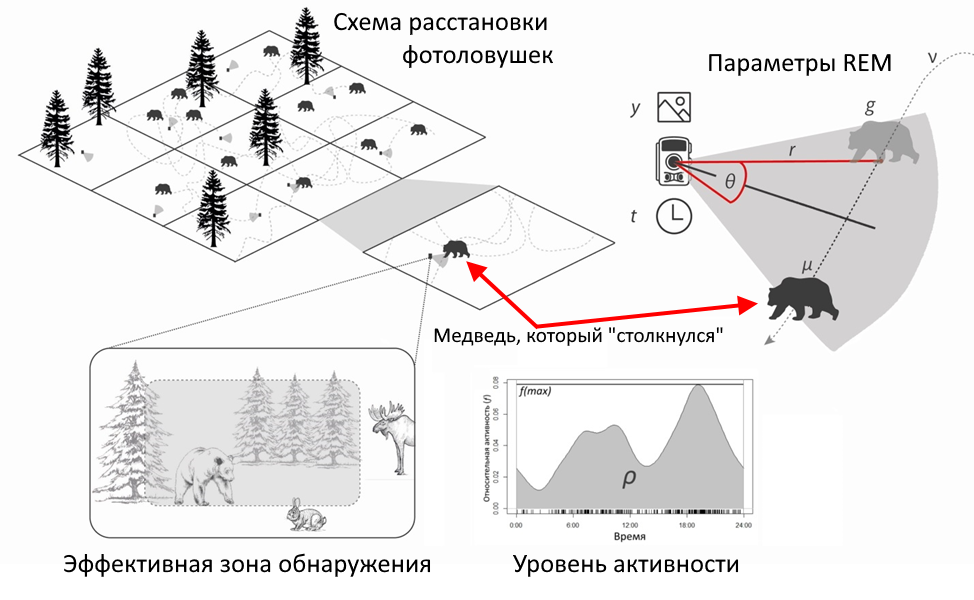 Как подсчитать медведей с помощью термодинамики? Рецепт простой: много фотоловушек, две ложки компьютерного зрения и щеп - 3