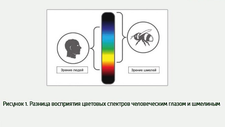 Клубничная чудо-коробка 2.0 всё - 11