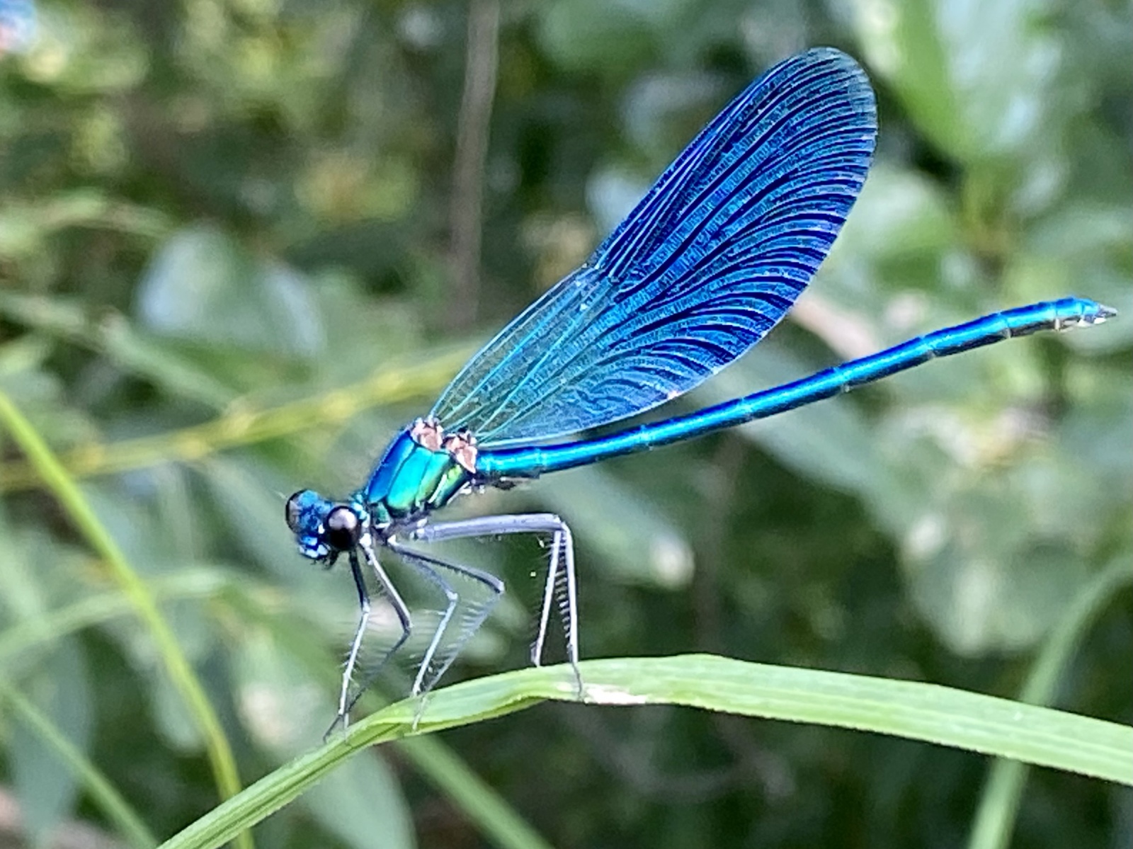 Плавающий телефон, охота за серой цаплей и плавательный пузырь для человека - 5 Плавающий телефон, охота за серой цаплей и плавательный пузырь для человека - 5
