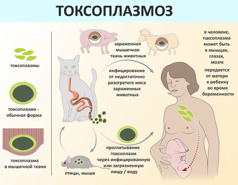 Примечание от автора: для беременных опасна именно острая стадия токсоплазмоза (когда паразит только-только проник в организм). Инфицирование токсоплазмозом вне острой стадии не вредит (см. процент зараженных в мире).