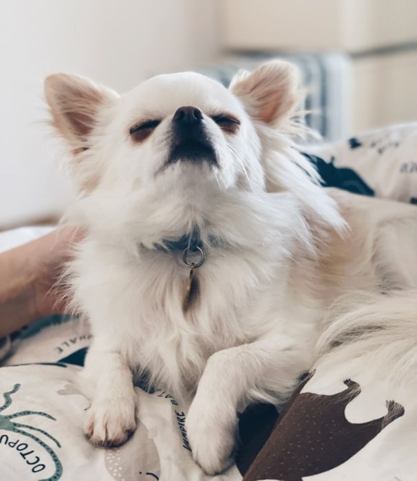 Моего пёса, кстати, зовут Кубик (потому что он совершенно точно не Шарик). Товарищи злоумышленники – если у вас вдруг не записано, просьба оперативно обновить базы! Моего пёса, кстати, зовут Кубик (потому что он совершенно точно не Шарик). Товарищи злоумышленники – если у вас вдруг не записано, просьба оперативно обновить базы!