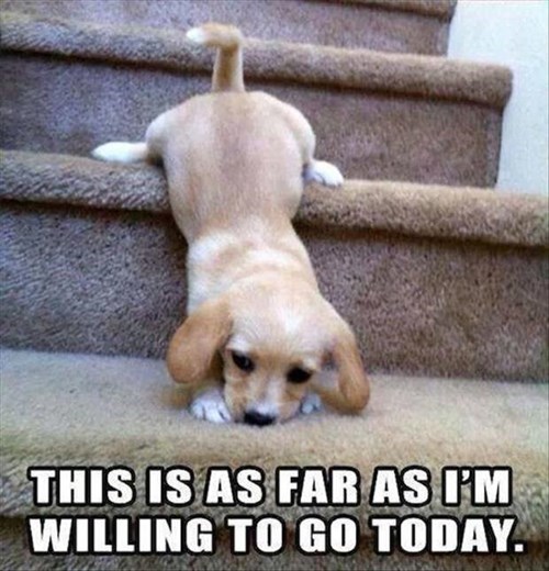 В английском микро-шаги называют baby steps. Короче, будь как этот щеня – начинай с baby steps! В английском микро-шаги называют baby steps. Короче, будь как этот щеня – начинай с baby steps!