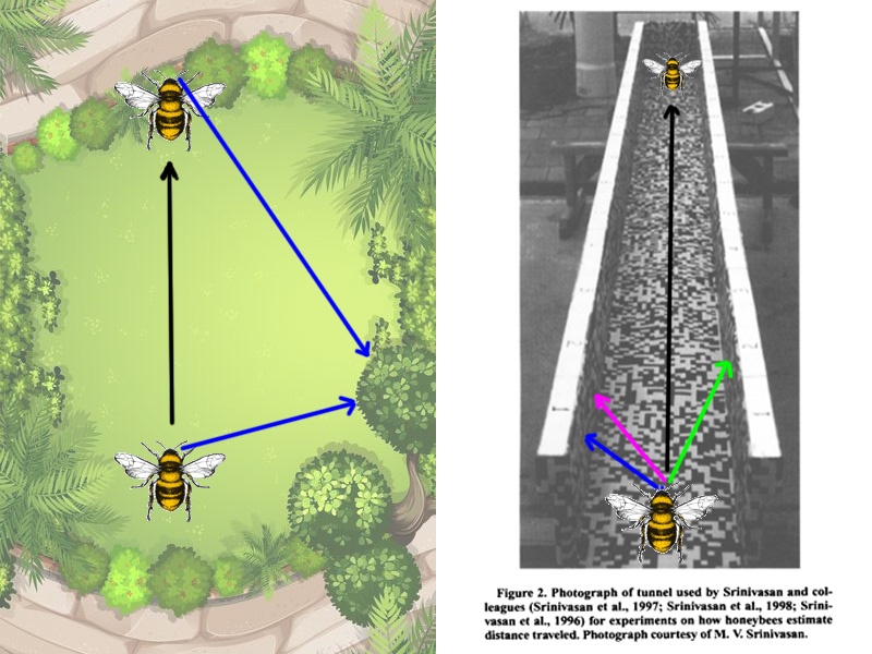 Пчела ориентируется на некое привычное значение скорости «визуального потока», пейзажа вокруг. В природе её окружают далеко расположенные контрастные объекты, движущиеся относительно неё сравнительно медленно. В то же время, если она пролетит такое же расстояние в экспериментальном тоннеле (справа), контрастные пятна на стенках будут проноситься мимо её глаз в больших количествах, создавая ощущение, что она покрыла на огромной скорости большое расстояние. Изображение из статьи K. Cheng, 2000 (https://link.springer.com/content/pdf/10.3758/BF03199768.pdf)