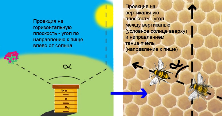 Рисунок более подробно разъясняет, как именно переносятся на вертикальную поверхность направления. Поскольку все пчёлы чувствуют, в какой стороне находится верх, им достаточно заложить на врожденном уровне идею, что верх – это направление в сторону солнца. Тогда путём наблюдения за танцующей пчелой они поймут направление вылета из улья относительно солнца.