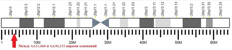 Расположение гена PRNP в 20-й хромосоме человека.